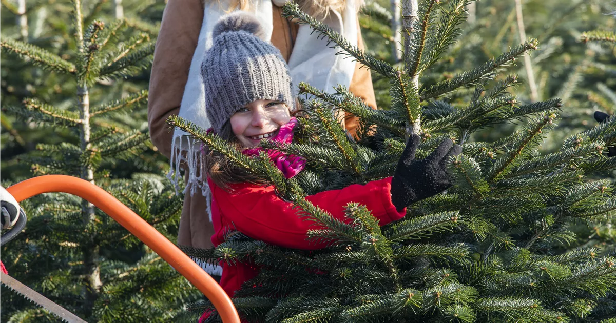 Den Weihnachtsbaum richtig aufstellen so wird’s gemacht Pflanzen